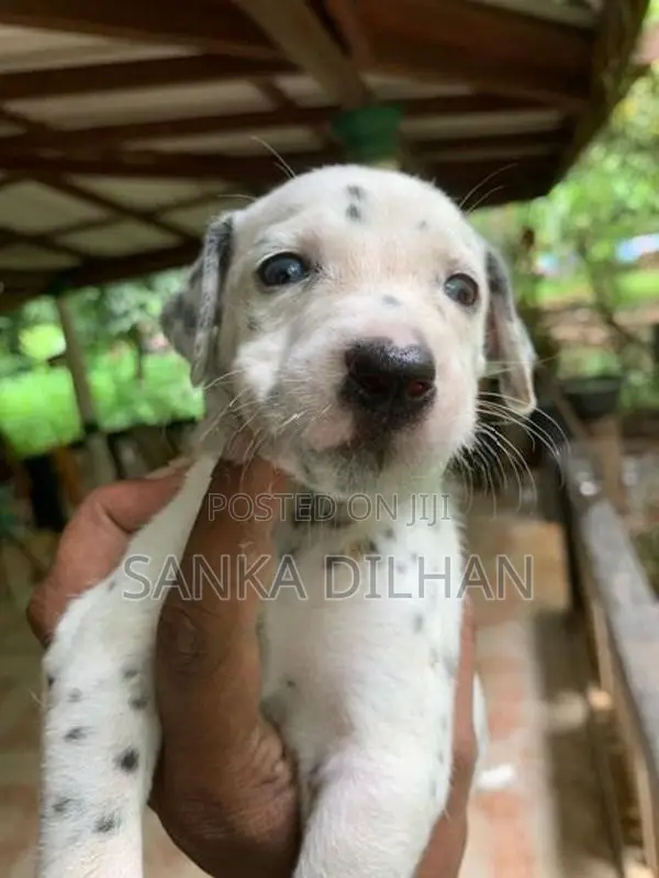 Dalmatian Puppy