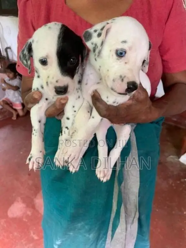 Dalmatian Puppy