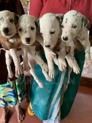 Dalmatian Puppy