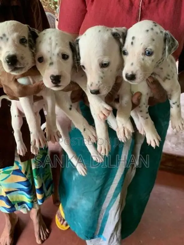 Dalmatian Puppy