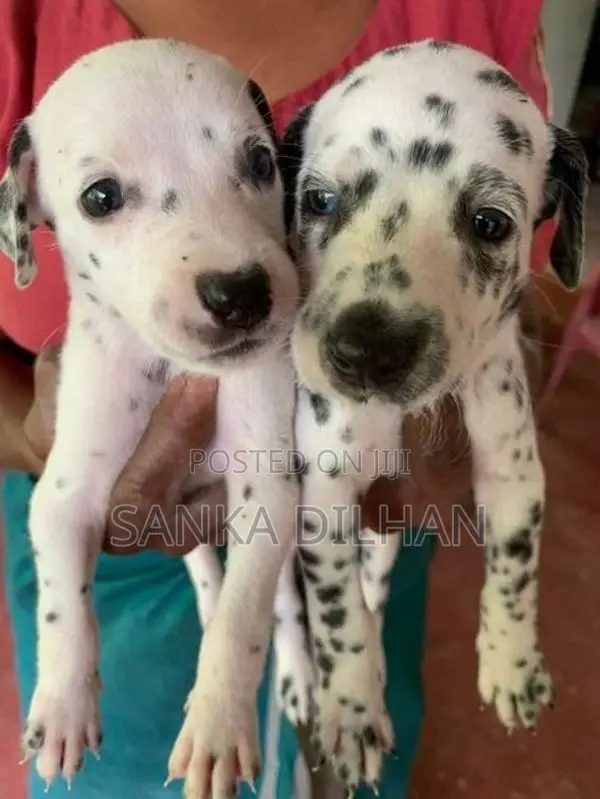 Dalmatian Puppy