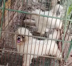 Shitzu Female Dogs