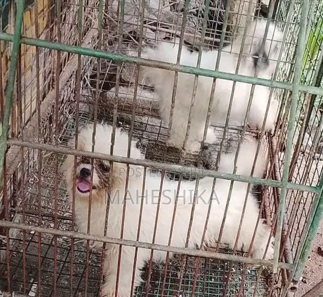 Shitzu Female Dogs