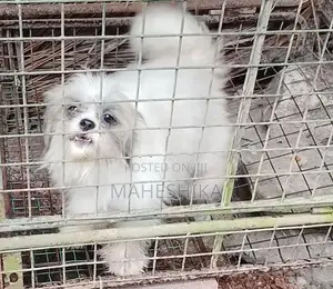 Shitzu Female Dogs