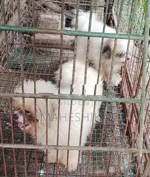Shitzu Female Dogs