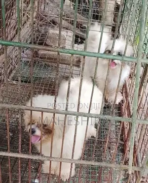 Shitzu Female Dogs