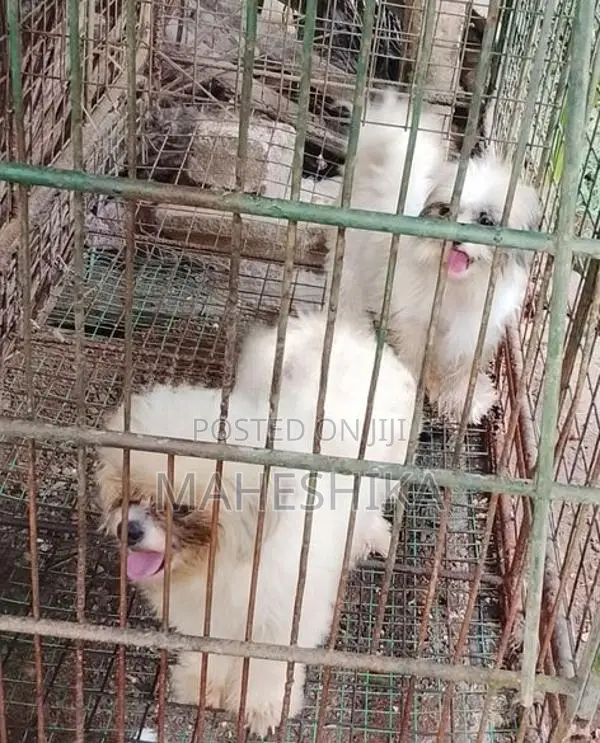 Shitzu Female Dogs