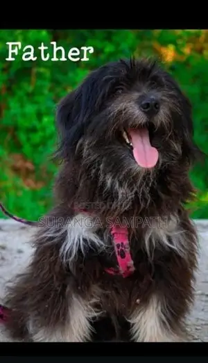 Tibetan Terrier Puppy