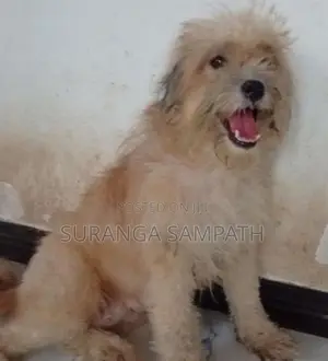 Tibetan Terrier Puppy
