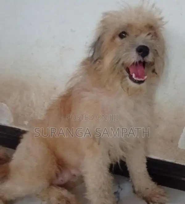 Tibetan Terrier Puppy