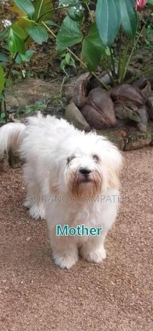 Tibetan Terrier Puppy