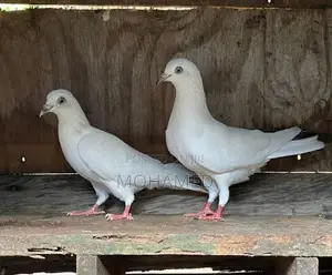 Timing Pigeon