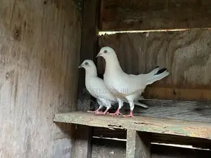 Timing Pigeon