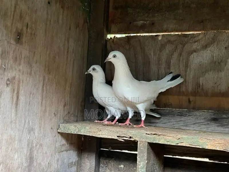 Timing Pigeon