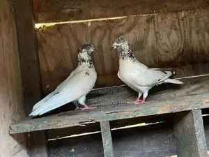 Timing Pigeon