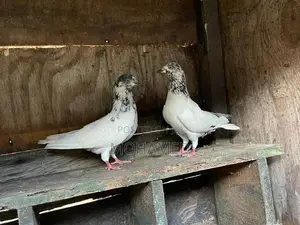 Timing Pigeon