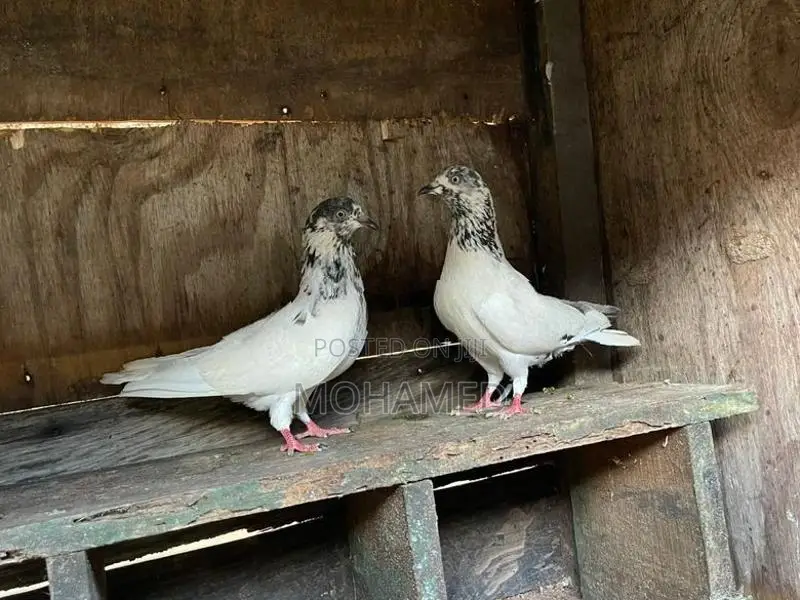 Timing Pigeon