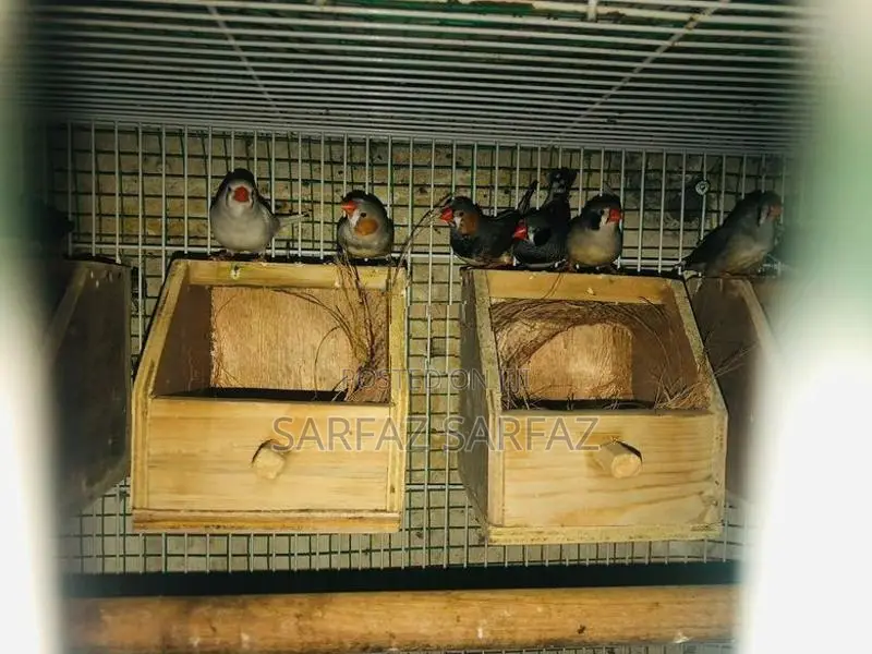 Finches Bird