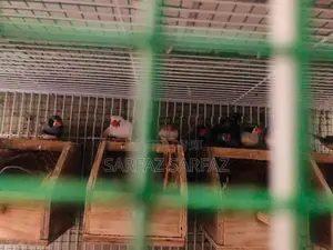 Finches Bird
