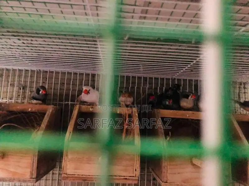 Finches Bird