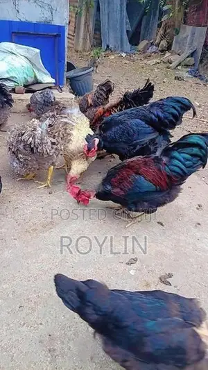 ஊர் சேவல்