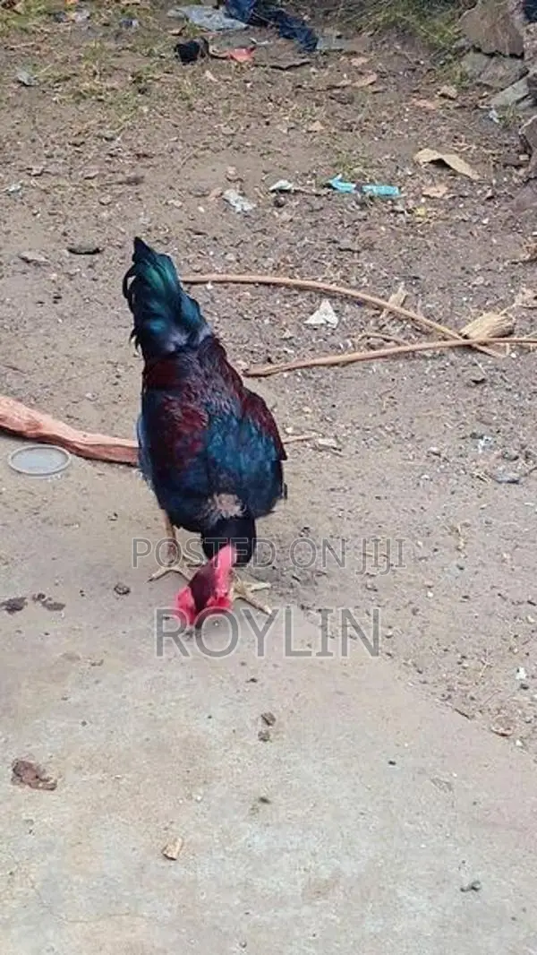 ஊர் சேவல்