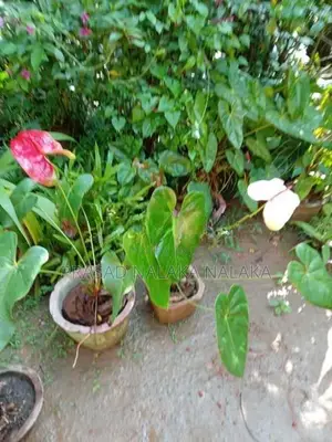 Anthuriyan Plant