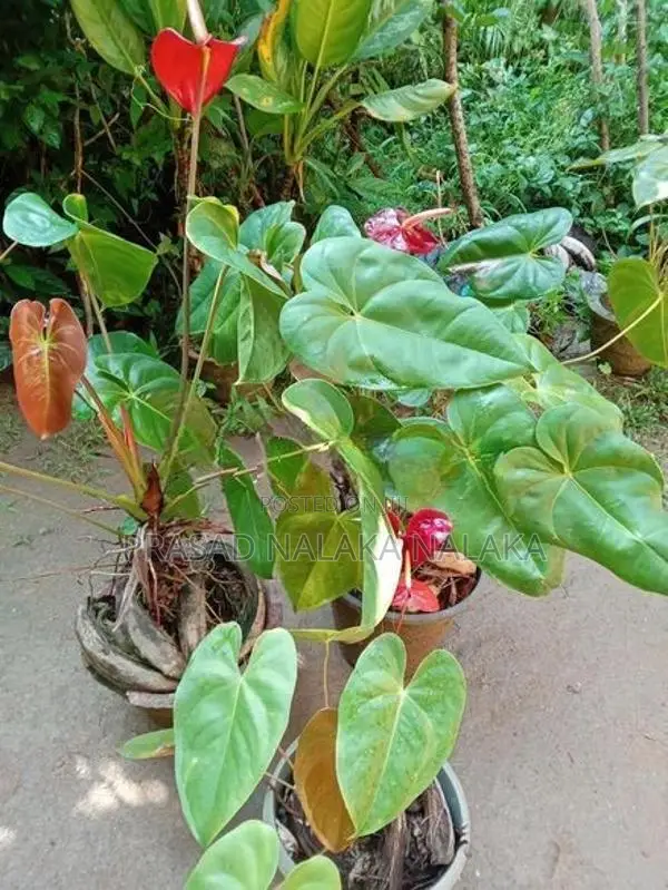 Anthuriyan Plant