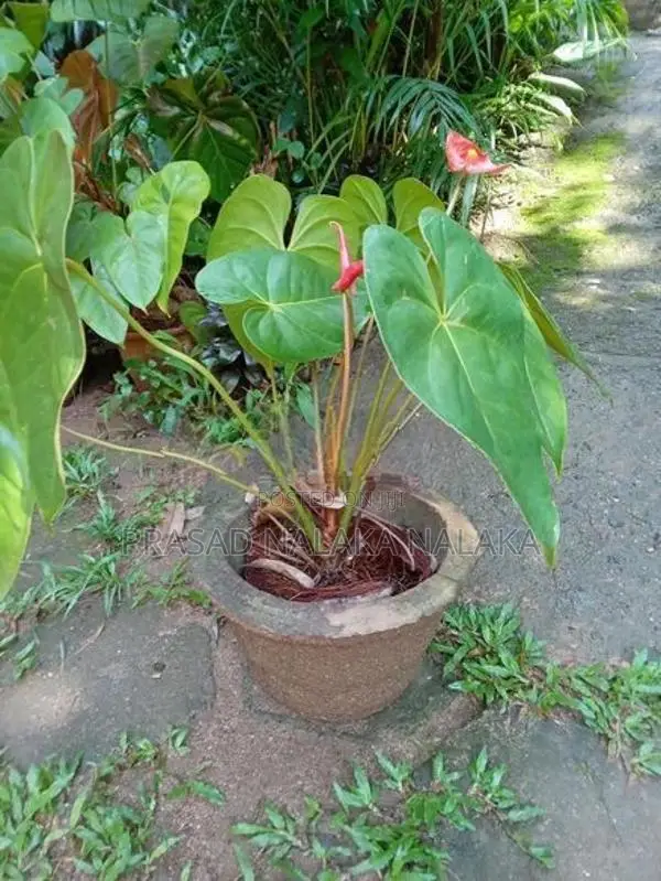 Anthuriyan Plant