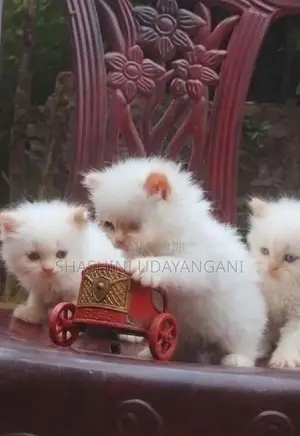 Persian Cat