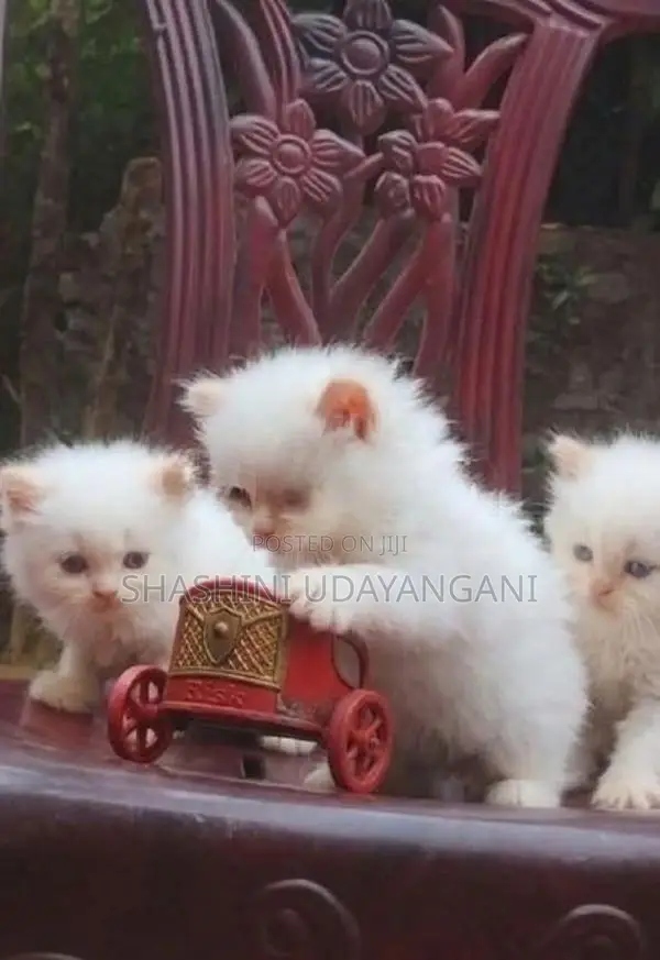 Persian Cat