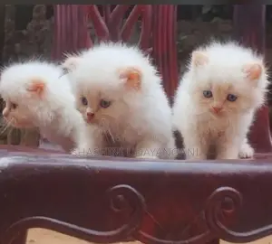 Persian Cat