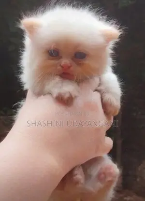 Persian Cat
