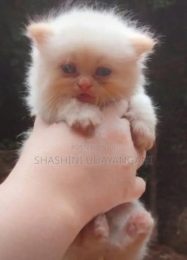 Persian Cat