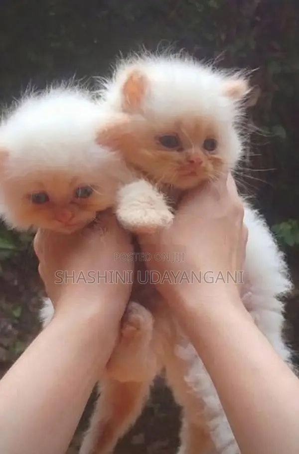 Persian Cat