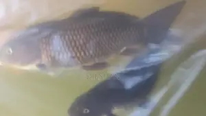 Carp Fish
