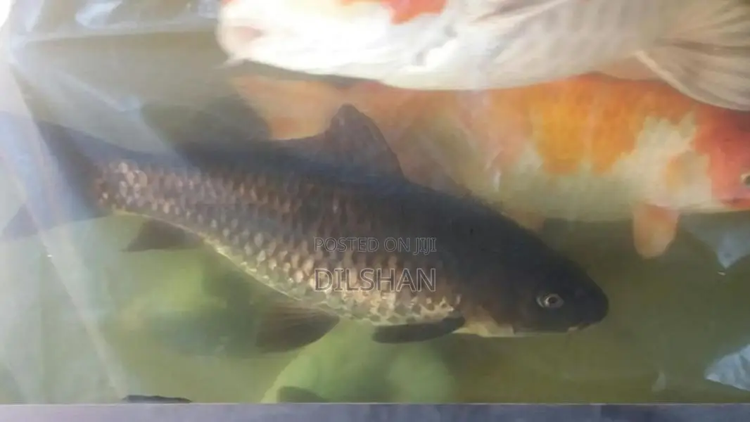 Carp Fish