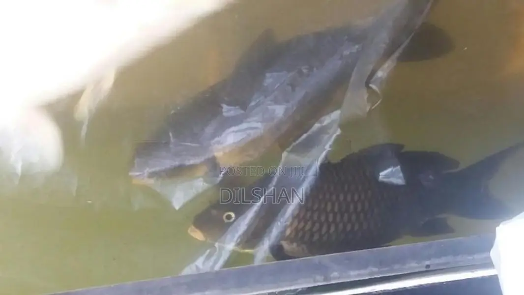 Carp Fish