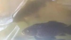 Carp Fish