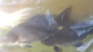Carp Fish