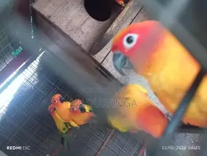Sun Conure Breeding Pairs