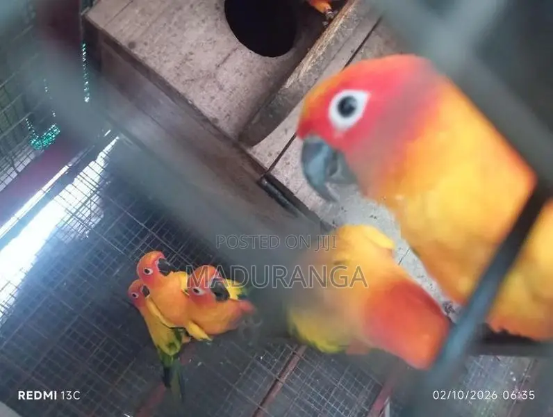 Sun Conure Breeding Pairs