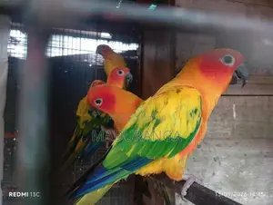 Sun Conure Breeding Pairs