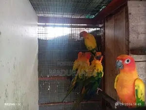Sun Conure Breeding Pairs
