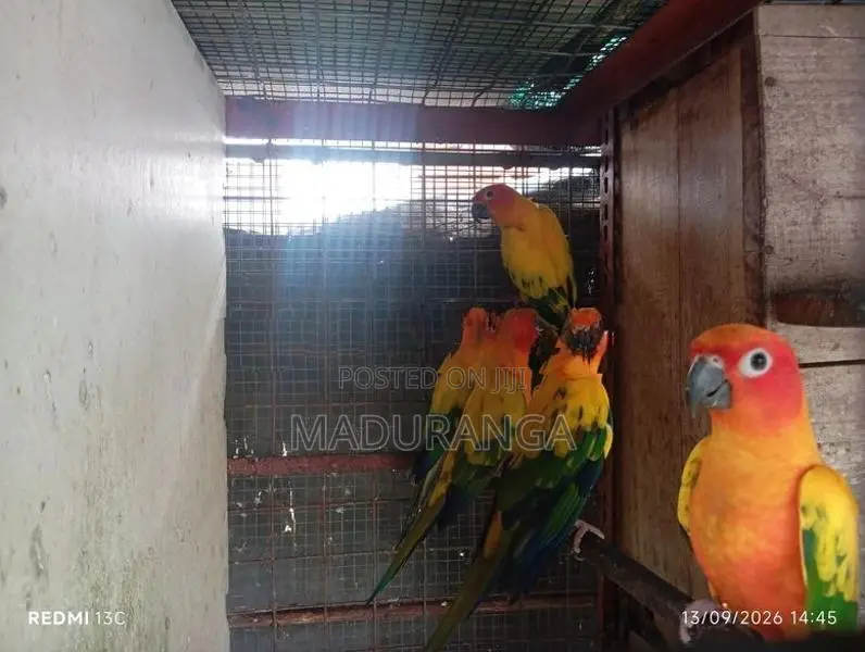 Sun Conure Breeding Pairs