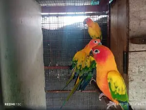 Sun Conure Breeding Pairs