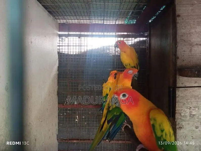 Sun Conure Breeding Pairs