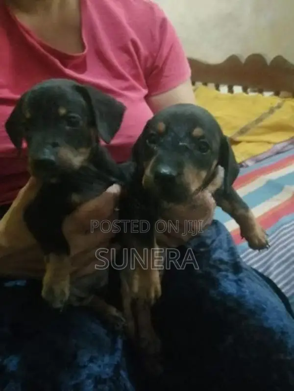 Dachshund Puppies