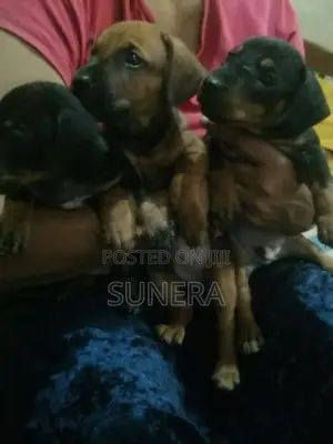 Dachshund Puppies