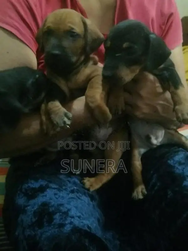Dachshund Puppies